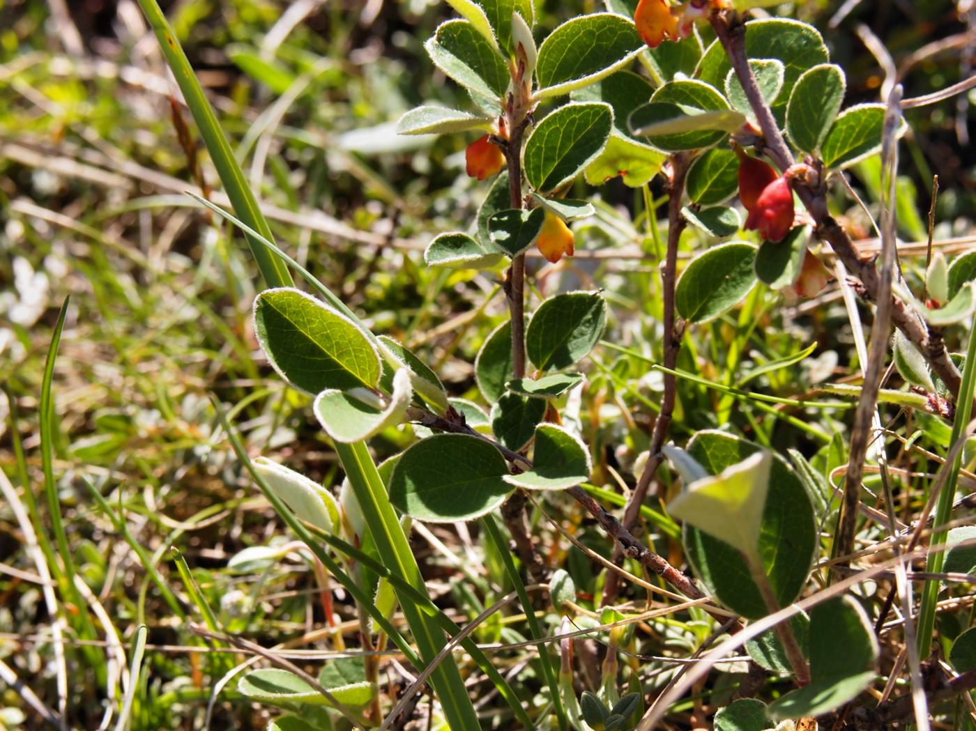 Cotoneaster, Wild plant